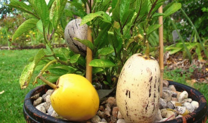 Sapodilla gyümölcsök (sapotaceae tree) - hasznos tulajdonság és ellenjavallatok