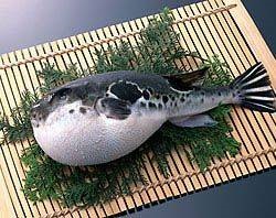Fugu - a legtöbb mérges hal