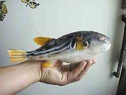 Fugu - a legtöbb mérges hal