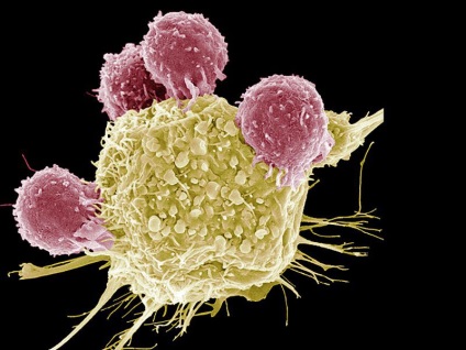 Funkció limfociták T-limfociták, B-limfociták, NK-sejtek