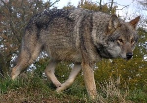 Az óriás farkas - fotó