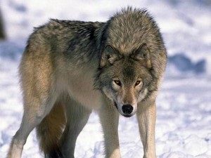Az óriás farkas - fotó