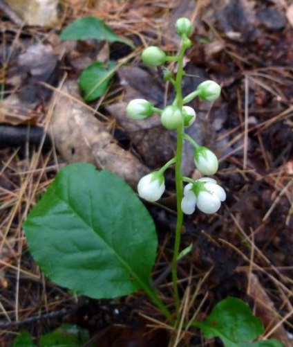 Wintergreen rotundifolia használni, ellenjavallatok, válaszok (contra) Wintergreen rotundifolia használat, ellenjavallatok, vélemények