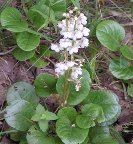 Wintergreen rotundifolia használat, ellenjavallatok, vélemények