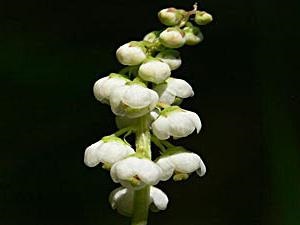 Wintergreen rotundifolia használat, ellenjavallatok, vélemények