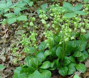 Wintergreen rotundifolia használat, ellenjavallatok, vélemények