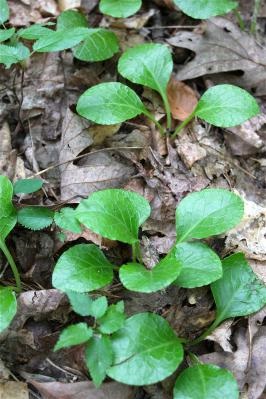 Wintergreen rotundifolia használat, ellenjavallatok, vélemények