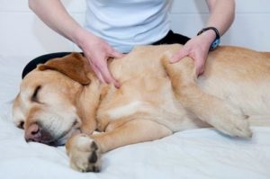 A stroke a kutyák tünetei, kezelése, tüneteinek, hatások, elsősegély, zoosecrets