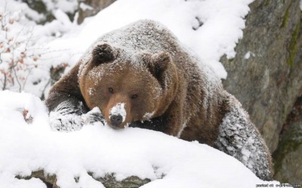 Érdekességek a medve - 30 fotó - kép - képek természetes világ