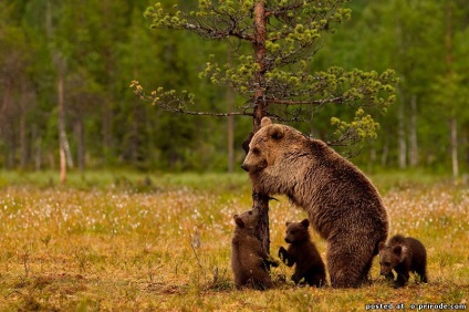 Érdekességek a medve - 30 fotó - kép - képek természetes világ