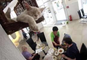 Cafe macskák, macska kávézó - üzleti ötletek a város