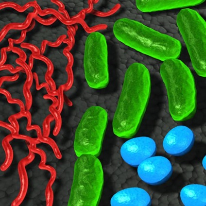 Mely baktériumok kórokozó baktériumok és az ember