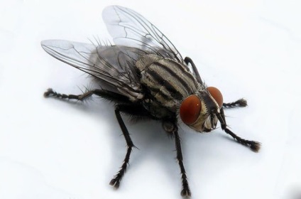 Milyen rovar él közelében valaki vonzódnak
