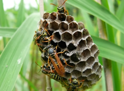 Hogyan lehet megszabadulni a méhek és a darazsak - hatékony módszerek harc