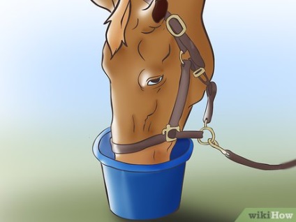 Hogyan kell kezelni kólika lovak és pónik