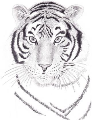 Hogyan kell felhívni a ceruzát szibériai tigris szakaszokban