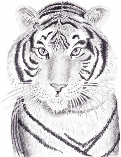 Hogyan kell felhívni a ceruzát szibériai tigris szakaszokban