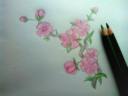 Hogyan kell felhívni Sakura ceruzák szakaszokban (lépésről lépésre) Hogyan kell felhívni Sakura ceruzák szakaszaiban