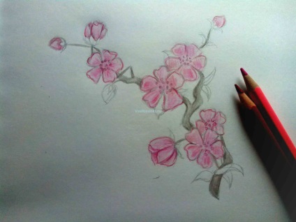 Hogyan kell felhívni Sakura ceruzák szakaszában (fa) Hogyan kell felhívni Sakura ceruzák szakaszaiban