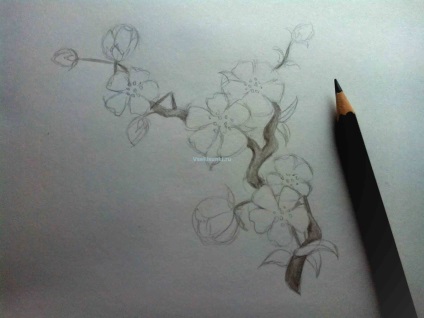 Hogyan kell felhívni Sakura ceruzák szakaszában (fa) Hogyan kell felhívni Sakura ceruzák szakaszaiban