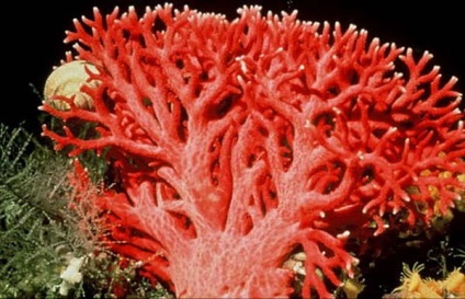 Hogyan lehet azonosítani korall és mik a jellemzői