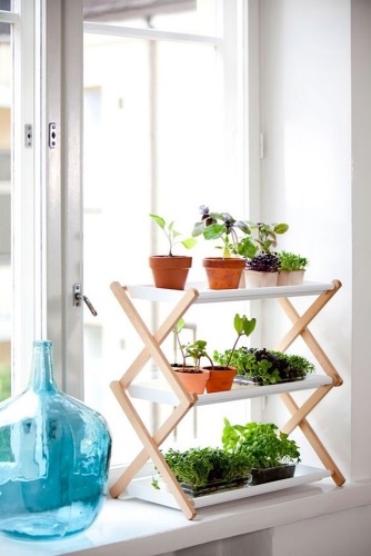 Eredetileg díszíteni egy lakás és szobanövények 8 modern elképzelések