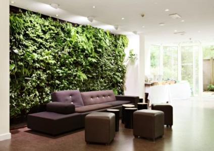 Eredetileg díszíteni egy lakás és szobanövények 8 modern elképzelések