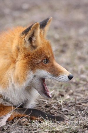 Як охоіться на лисицю з норной собакою, поради бувалих мисливців