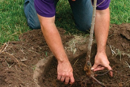 Hogyan transzplantáció a barack másik helyre saját kezűleg