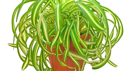 Hogyan növekszik a hazai Chlorophytum