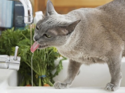 Hogy a macskák inni - otthonosságot