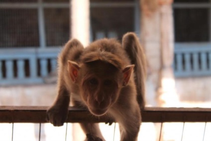Hogyan védekezhet a megfélemlítés majmok Indiában és Thaiföldön
