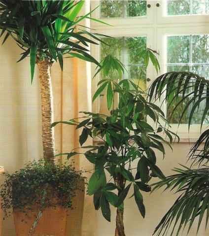 Hogyan díszítik a belső a lakás növények