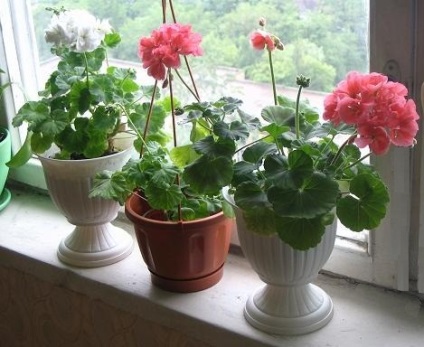 Hogyan díszítik a belső a lakás növények