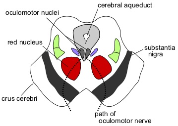 Hogyan működik az agy substantia nigra