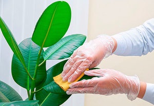 Hogyan törődik gumi-gumi növény gondozása és termesztése az otthoni