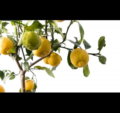 Hogyan törődik egy citrom otthon - citrom fagondozással - virág