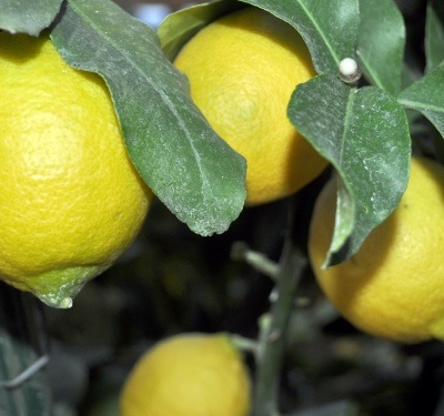 Hogyan törődik egy citrom otthon - citrom fagondozással - virág