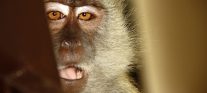 Hogyan kell viselkedni a majmok