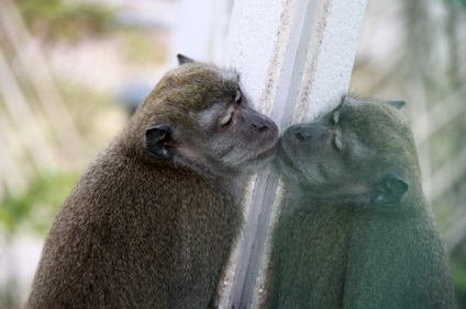 Hogyan kell viselkedni a majmok
