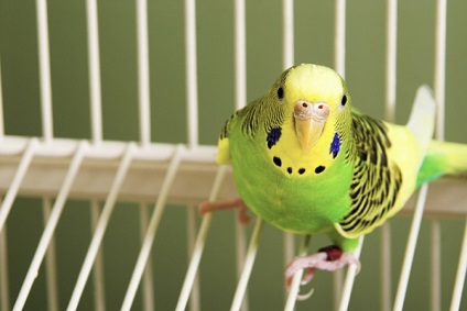 Hogyan válasszuk ki a ketrecbe papagáj, tippeket adja meg a sejtek