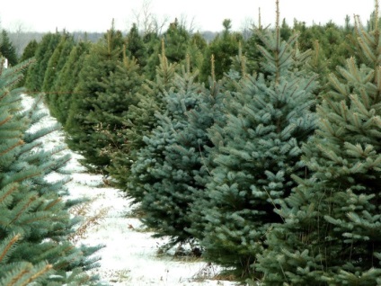 Hogyan válasszuk ki egy élő karácsonyfa az új évben, és tartsa hosszabb ideig