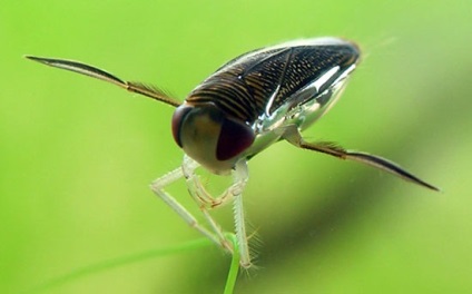 Az első alkalommal mért kerülete a föld, a fauna a föld (talaj) Ez az első alkalom mért kerülete a föld, a föld állatvilág