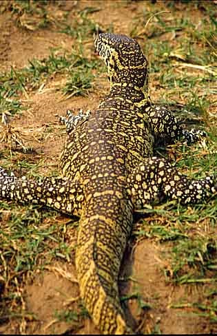 Az első alkalommal mért kerülete a föld, a fauna a föld (a kör) Ez az első alkalom mért kerülete a föld, a föld állatvilág