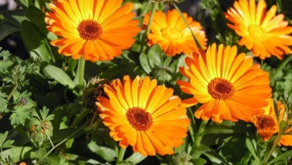 Calendula a myoma értékelés, kezelés (körömvirág) Calendula a myoma véleménye, kezelés