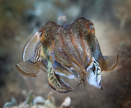 Tintahal - Marine kaméleon osztályából lábasfejűek