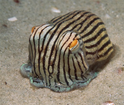 Tintahal - Marine kaméleon osztályából lábasfejűek