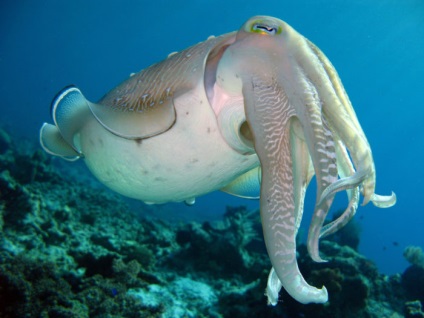 Tintahal - Marine kaméleon osztályából lábasfejűek