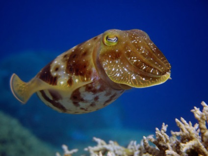 Tintahal - Marine kaméleon osztályából lábasfejűek