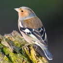 Finch (képek); pinty képek